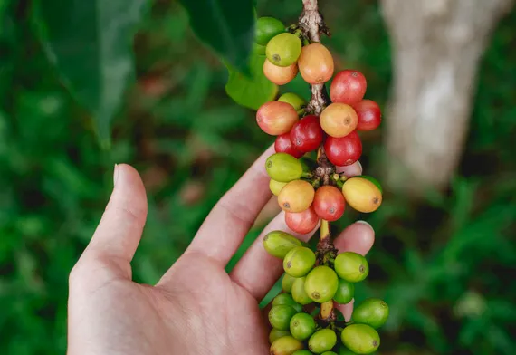Coffee cherries on the branch
